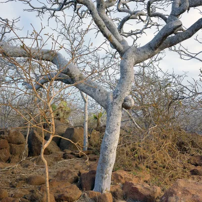 bursera-graveolens-baum